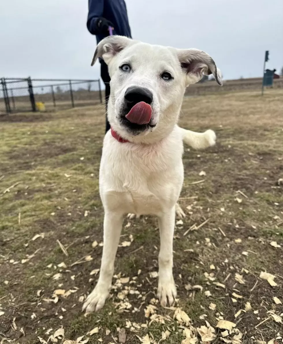 It Takes a Village No Kill Rescue