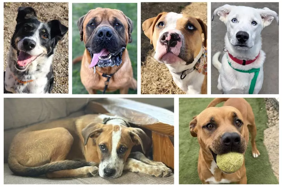 These Adoptable Evansville & Owensboro Dogs Have the Silliest Names