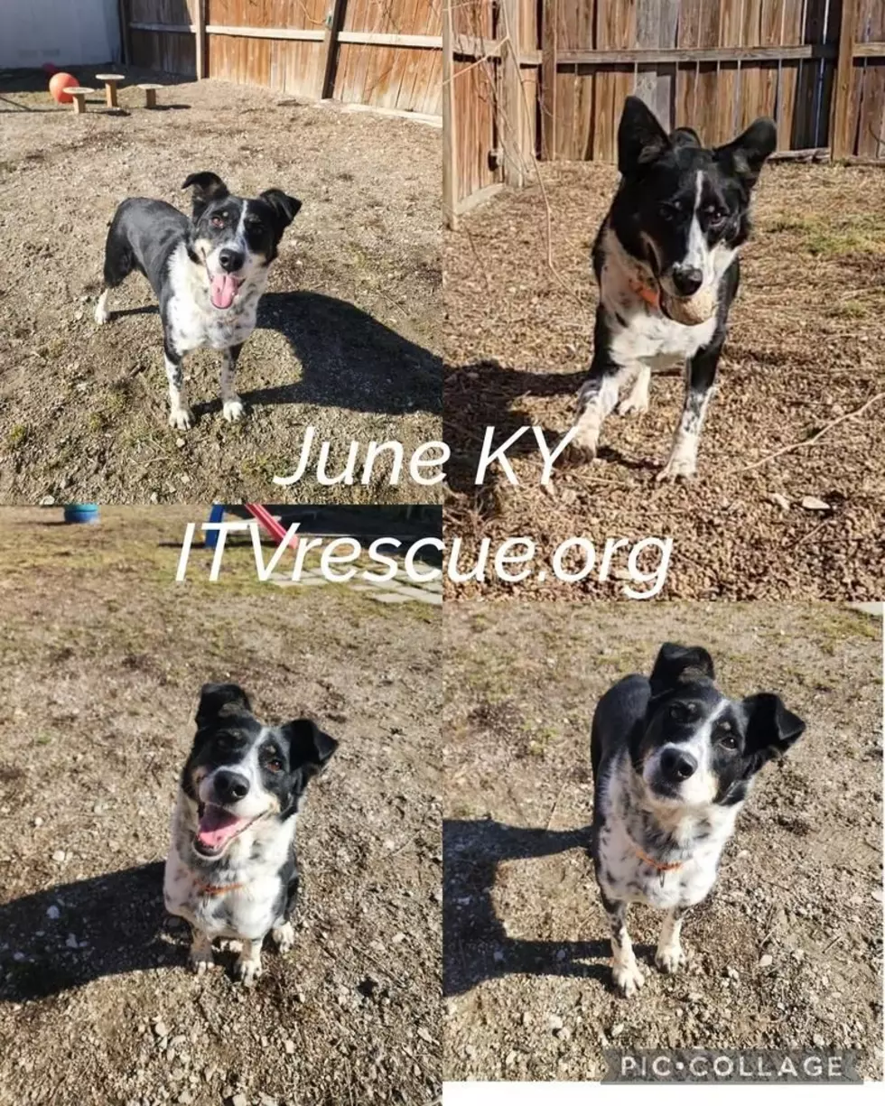 It Takes a Village No Kill Rescue