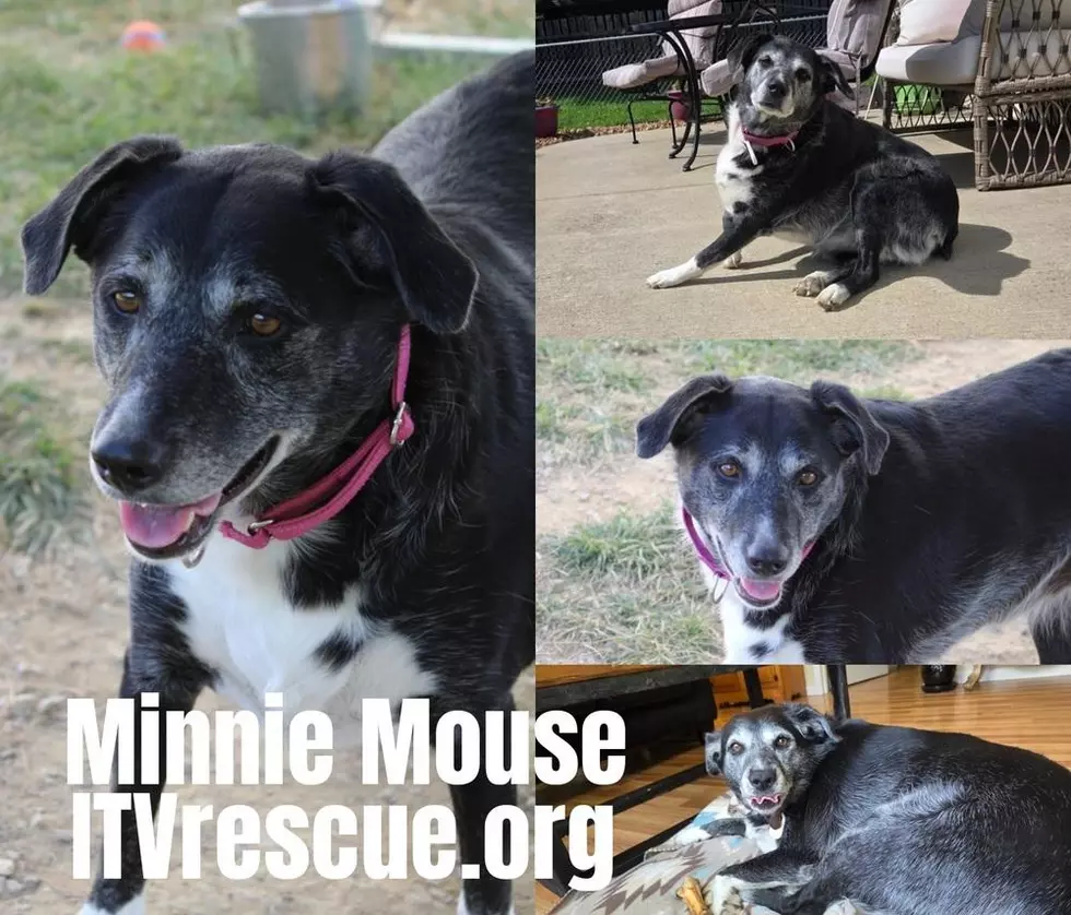 It Takes a Village No Kill Rescue