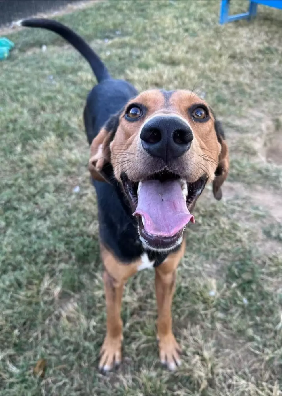 It Takes a Village No Kill Rescue