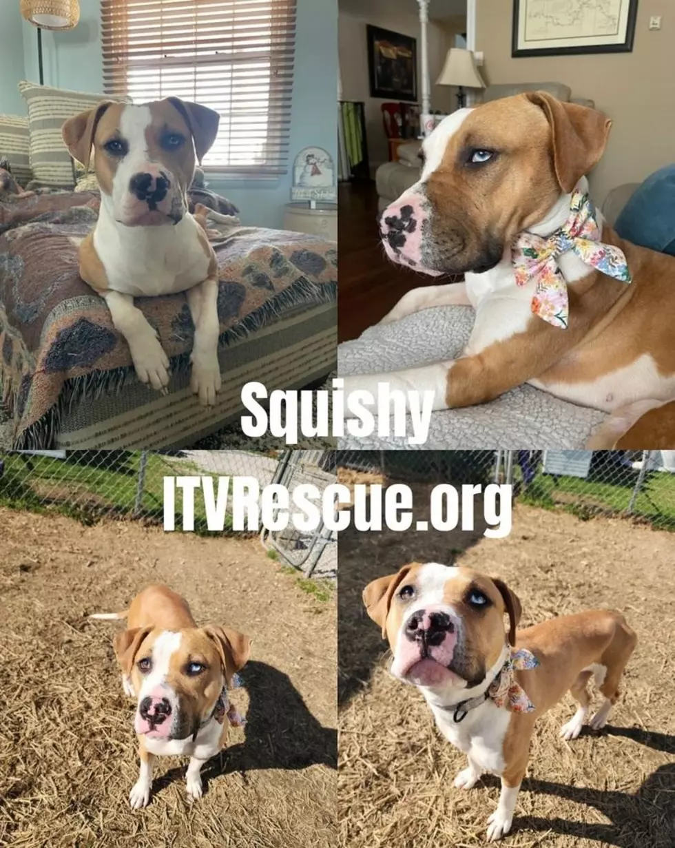 It Takes a Village No Kill Rescue