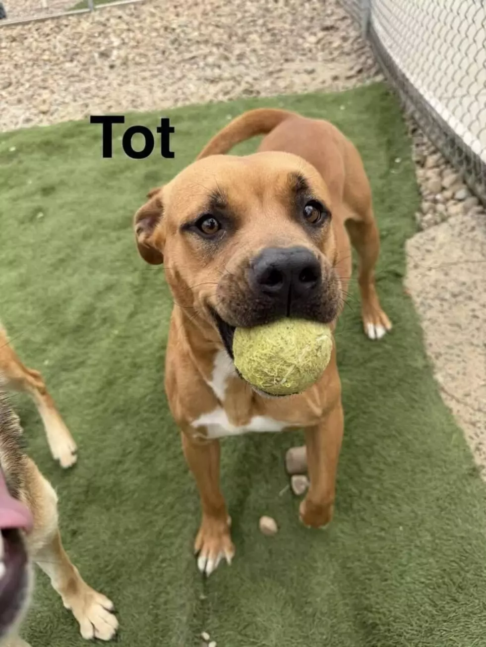 It Takes a Village No Kill Rescue