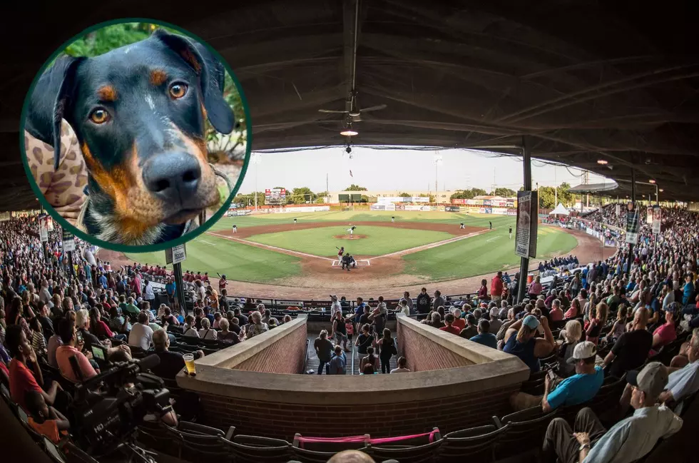 Go to an Evansville Otters Game for Free and Support Rescue Pets