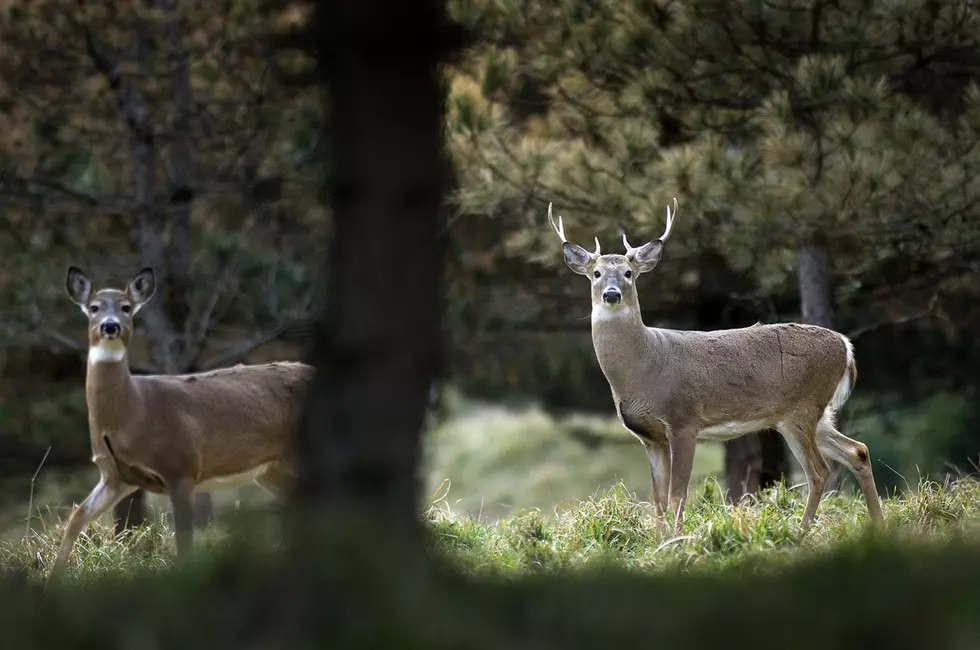 Firearms Deer Season Opens Sunday in Michigan