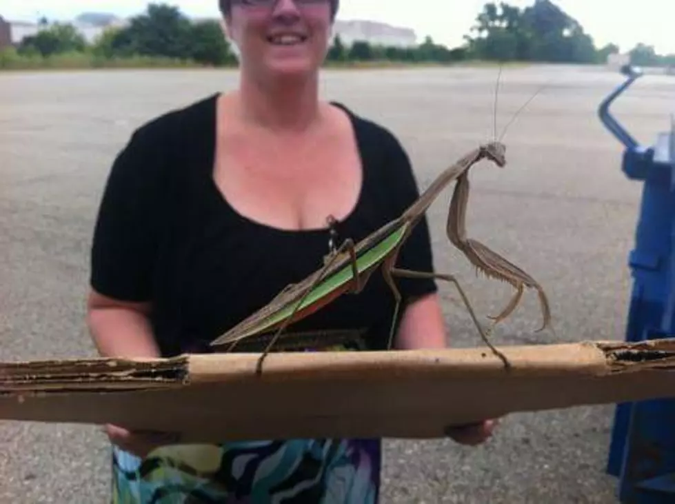 Six Legged Freaks Found After 80 Years In Hiding