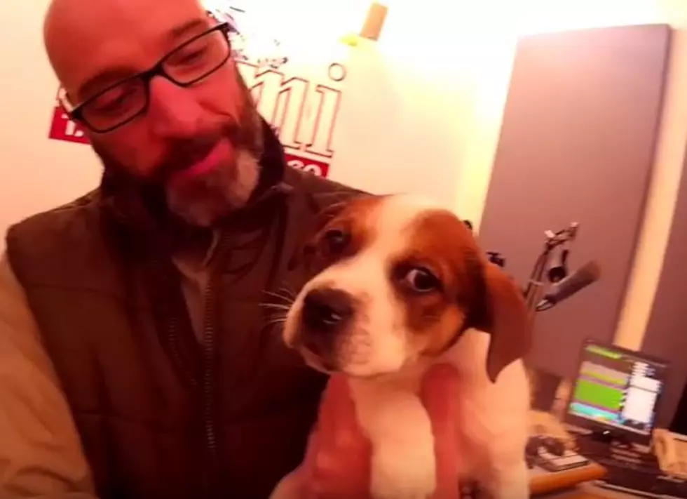 Adopt This Kalamazoo Dog Named Buddha: Wet Nose Wednesday