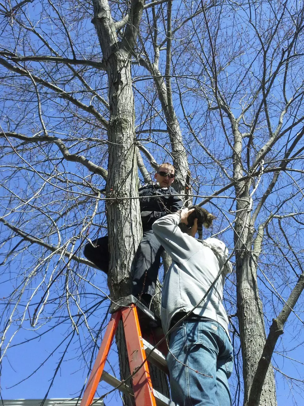 Portage Department of Public Safety Rescues Kitten Stuck in a  Tree