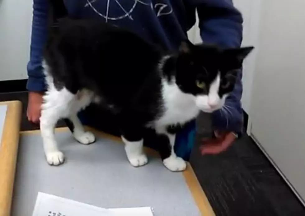 Adopt This Kalamazoo Cat Named Socks: Wet Nose Wednesday
