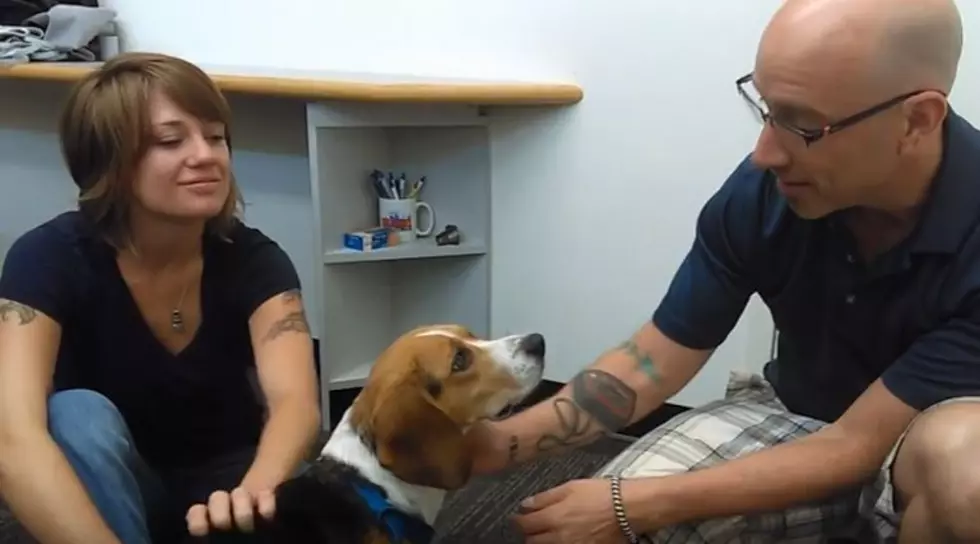 Adopt This Kalamazoo Beagle Named Sugar: Wet Nose Wednesday