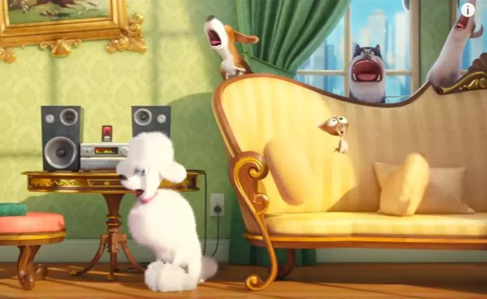 Incredible Movie Deal! See ‘The Secret Life of Pets’ for Just $5