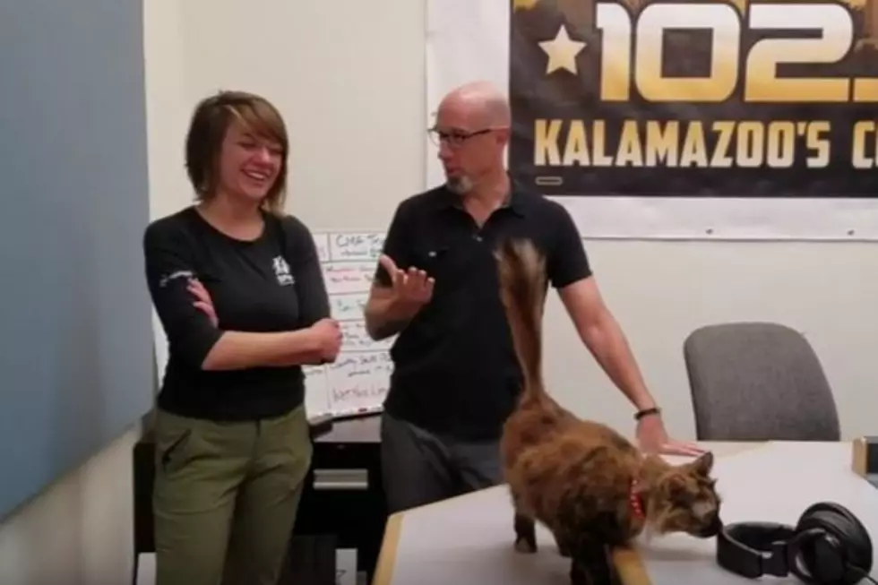 Adopt this Kalamazoo Cat Named Mindy- Wet Nose Wednesday