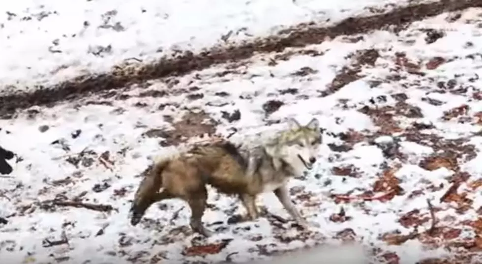 Endangered Wolves Find New Home at Battle Creek&#8217;s Binder Park Zoo