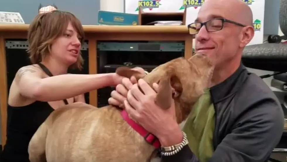 Adopt This Kalamazoo Dog Named Karma- Wet Nose Wednesday