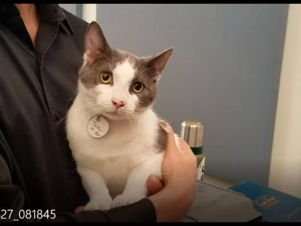 Adopt This Kalamazoo Cat Named Tucker- Wet Nose Wednesday [Video]