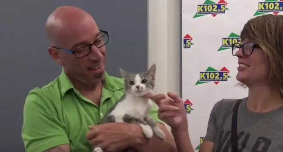 Adopt Angie- This Cute Kalamazoo Kitten Needs a Forever Home
