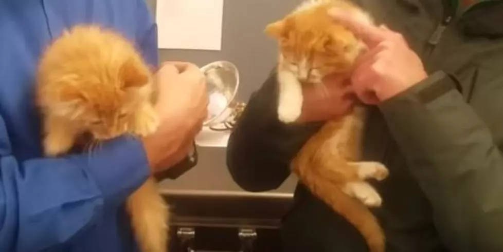 Take Home These Two Cute Kittens- Wet Nose Wednesday