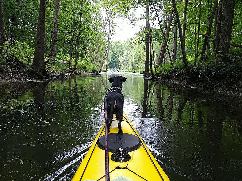Michigan Dogs On Kayaks