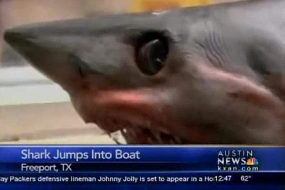 375-Pound Shark Jumps Into Fisherman’s Boat [VIDEO]
