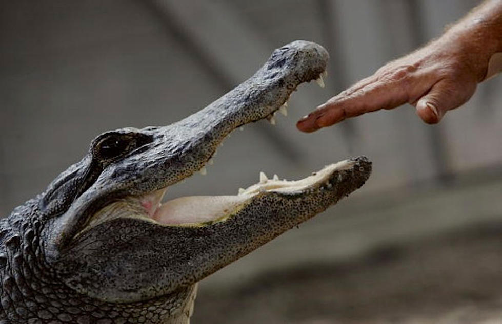 Alligator Vandalizes Florida Cop Car