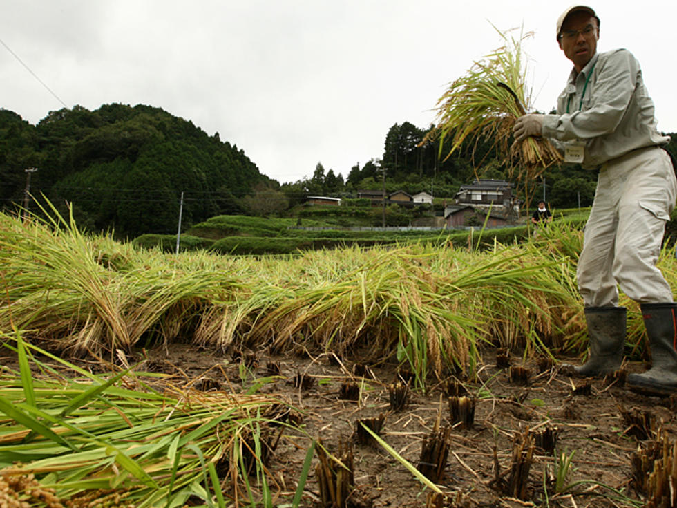 Genetically Modified Rice Can Be Used in Lieu of Human Blood