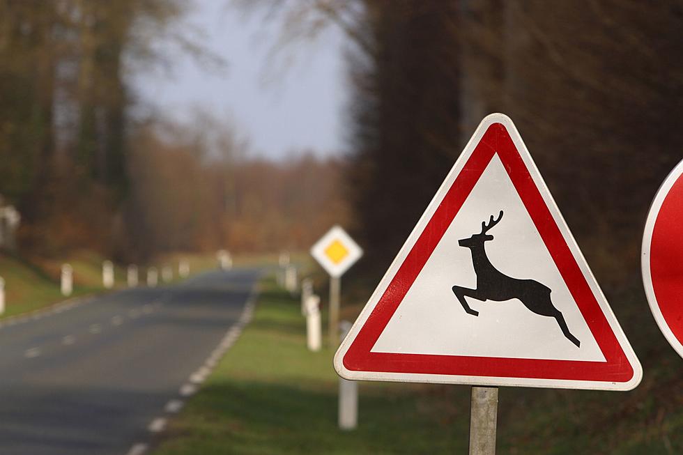 Indiana Department of Resources Warns of Deer Danger While Traveling
