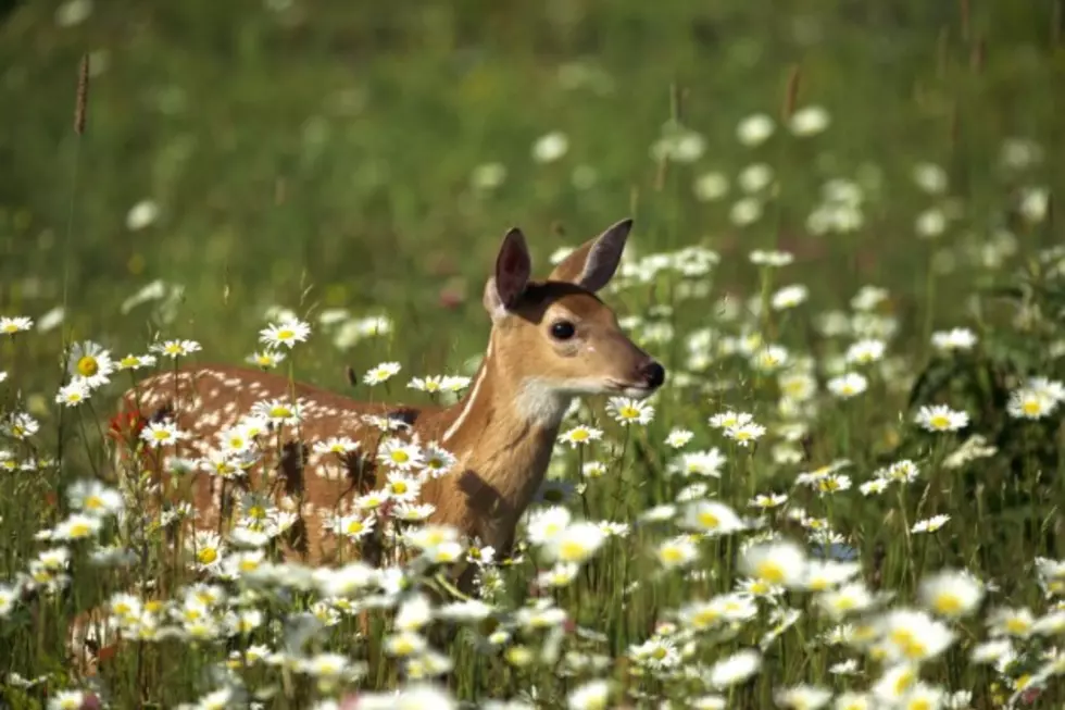 Indiana Couple Faces Criminal Charges for Rescuing Baby Deer