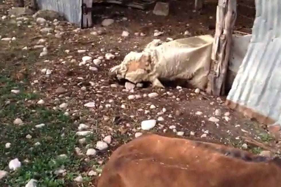 Nearly 100 Dead Animals Discovered Rotting In Indiana Barn