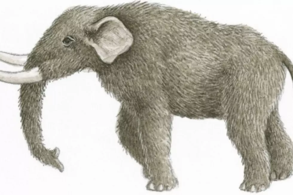 17-Pound Prehistoric Mastodon Bone Discovered In Indiana