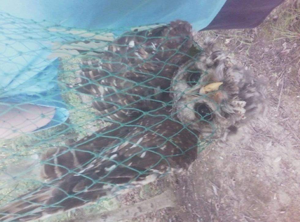 Burdette Park Employees Rescue an Owl Tangled in Fishing Wire