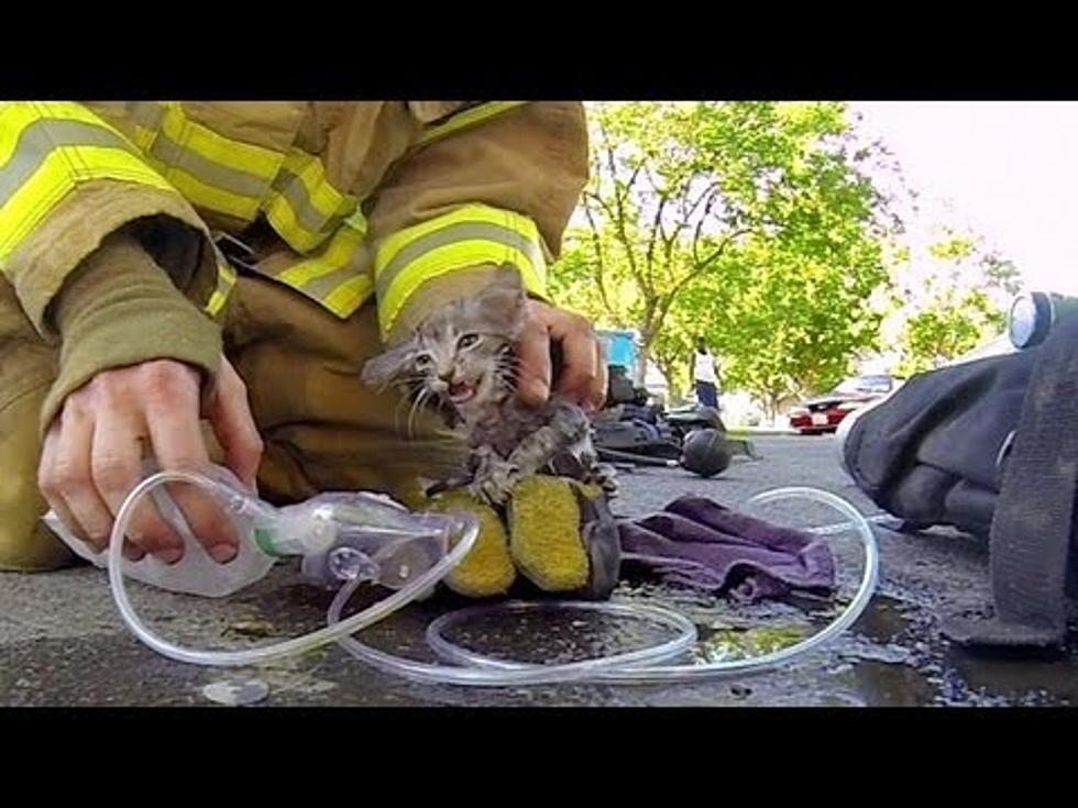 Fireman Saves the Day for One Little Kitty [Video]