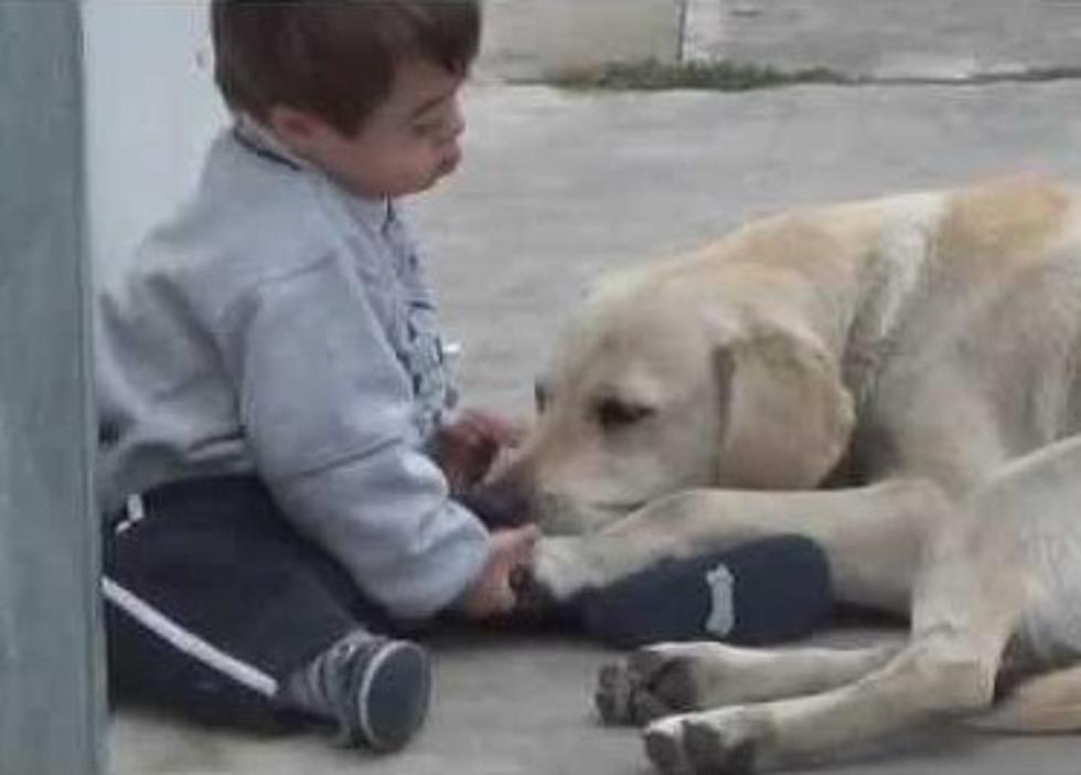 Sweet Natured Dog Gets Boy with Down Syndrome to Play with Her [VIDEO]