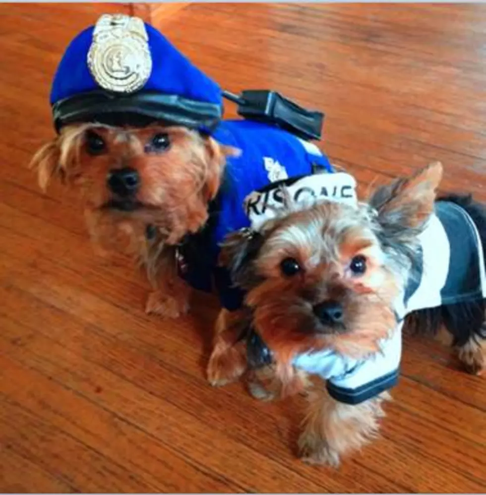Cesar Millan Chose a Winner in the Howl-O-Ween Doggie Costume Contest [ADORABLE PHOTO]