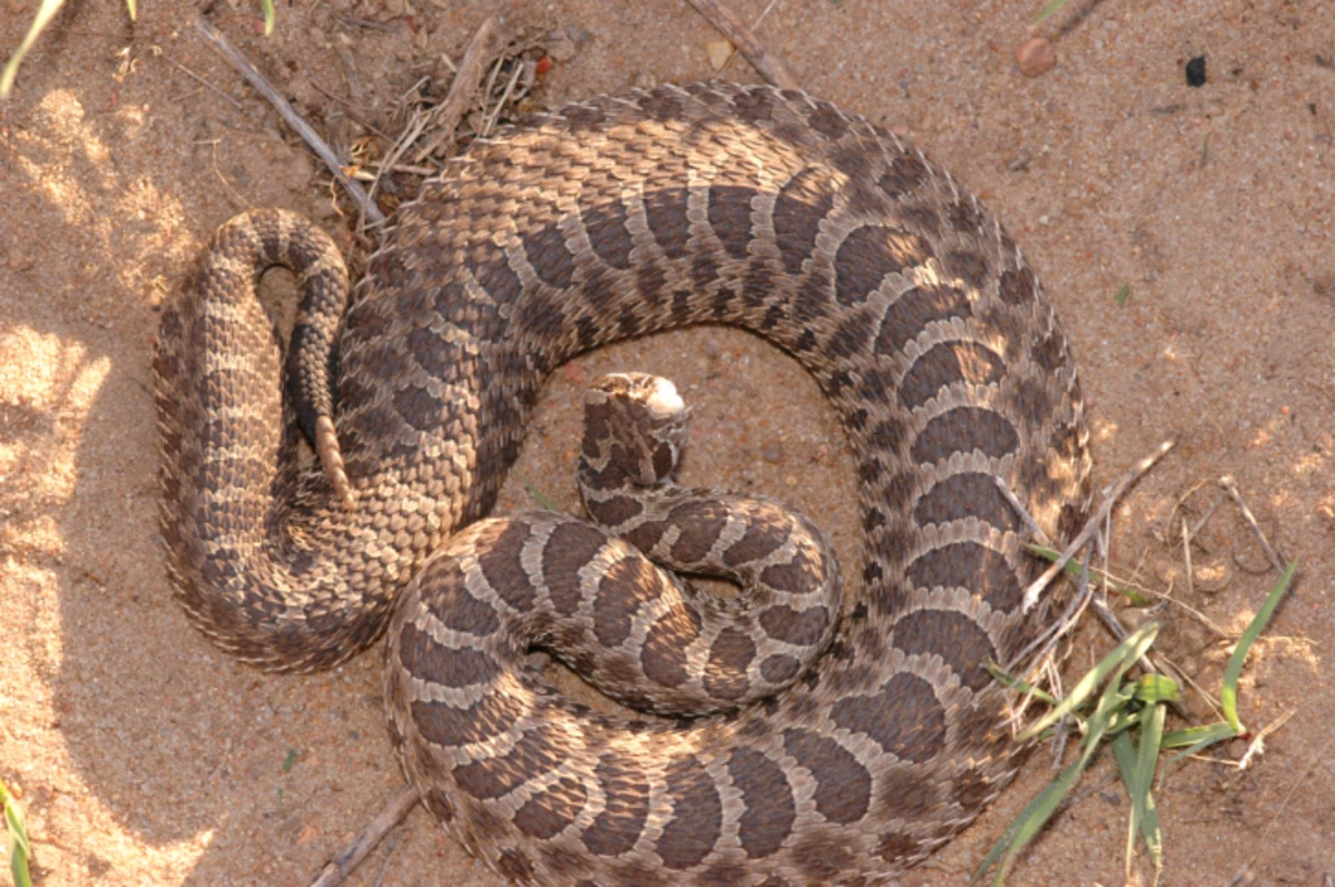 Indiana Rattlesnake Might Be A Threatened Species indiana-rattlesnake-might-be-a-threatened-species