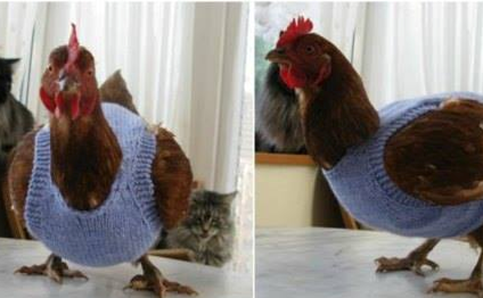 Chicken Sweaters Are Now Actually a Thing &#8211; That YOU Can Make!