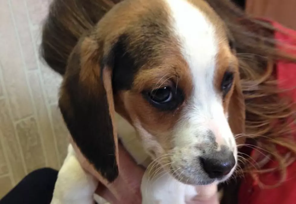 Snoopy, Sampson, Suzi and Sally Up for Adoption at Warrick Humane Society!