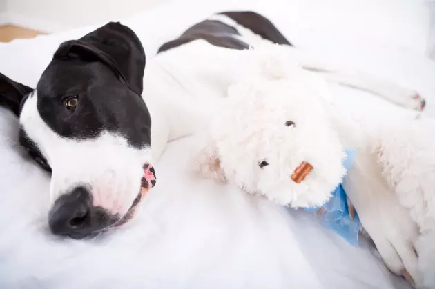 Don&#8217;t Pitch Old Comforters, Bedding and Towels &#8211; Donate them to Great Danes!
