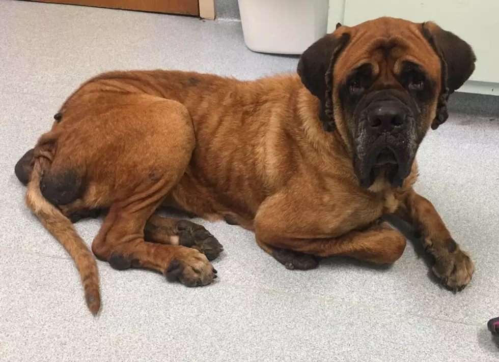 Severely Neglected Dog in the Tri-State Needs a Christmas Miracle