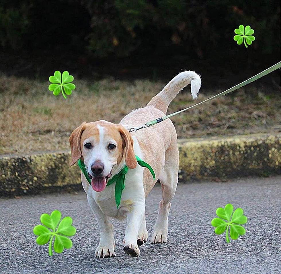 Start Off Your St Patty&#8217;s Day with Cardio for Canines!