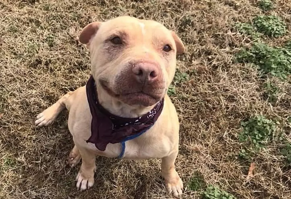 Smiling Dog at Evansville Animal Control Looking For Foster or Adopter!