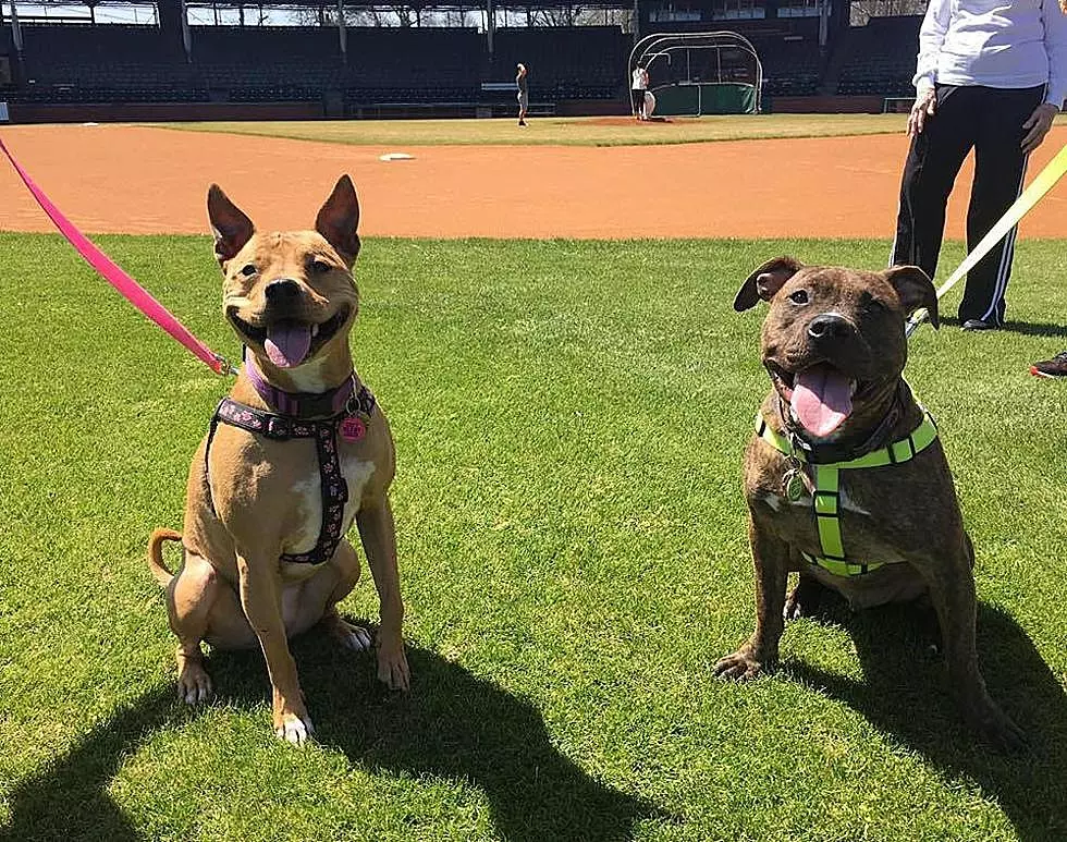 Enjoy a Free Otters Game With Your Dog on Sunday!