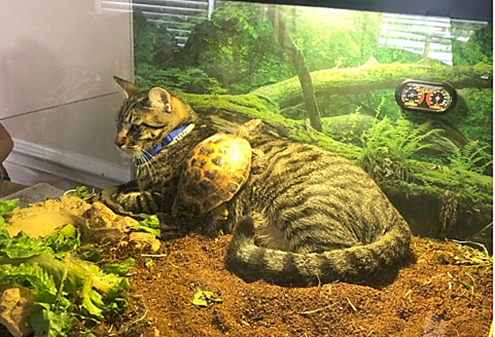 Evansville Cat/Turtle Duo go Viral in Adorable Photo