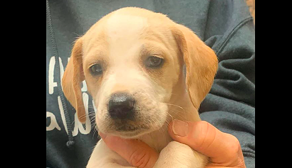 Puppies Abandoned In Henderson Park Are Looking For New Homes