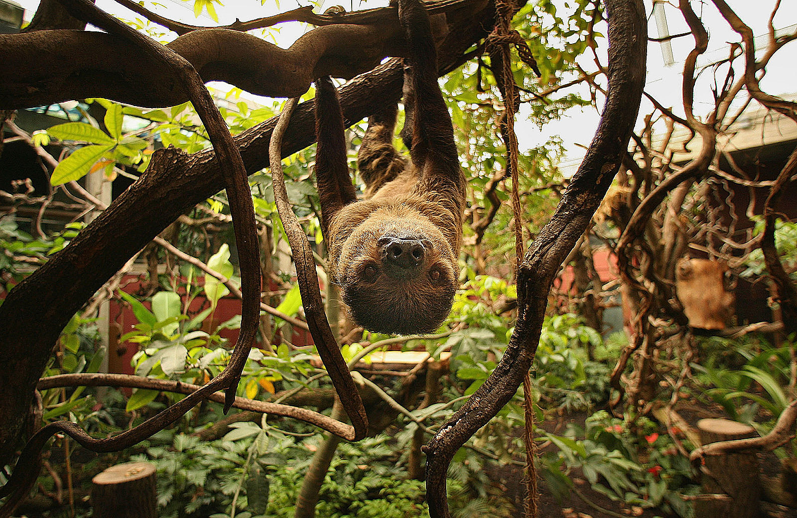 sloth encounter gulf breeze zoo