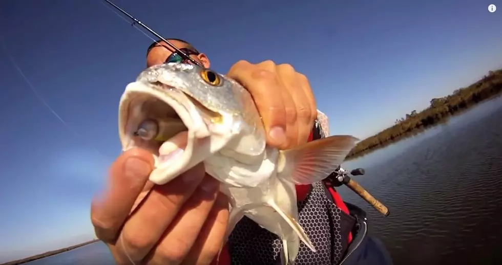 Watch Matrix Shad Work Underwater!