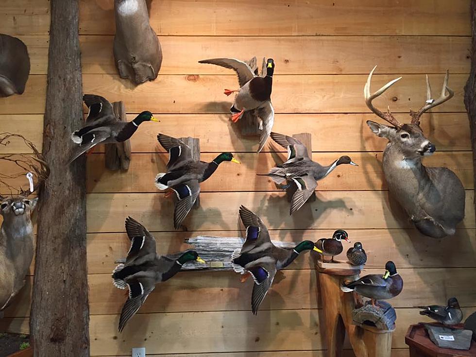 Let Basin Taxidermy Help You Show Off Your Trophy