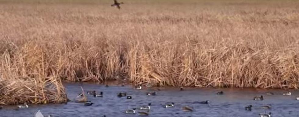 Delta Waterfowl Working To Secure Future Of Hunting