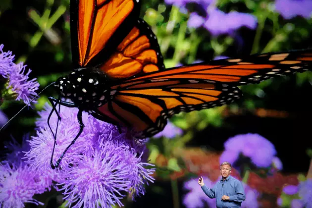 Texas is About to Be Bombarded with Monarch Butterflies