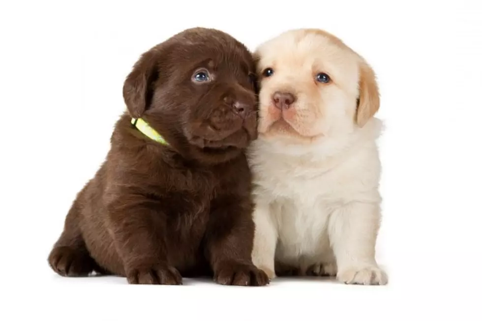 What Were the Most Popular Puppy Names of 2014?