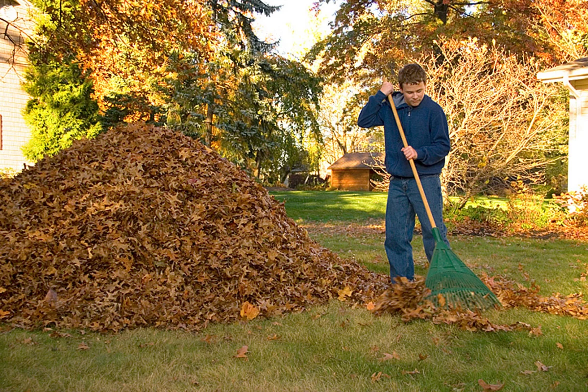 Надо ли убирать листву. Осенние работы. Уборка листьев в саду. Сбор листьев. Уборка опавших листьев.